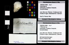 Foto (Objekt + Etikett) von ? Pithonoton sp.  (NHMW-GEO-1990-0041-2989)